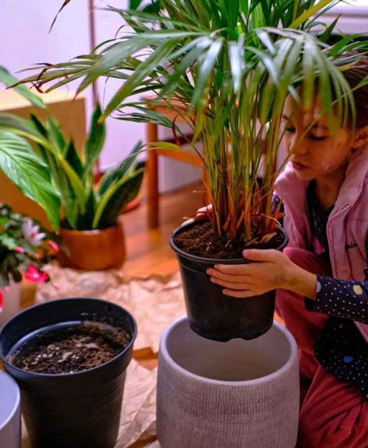 repotting palm trees