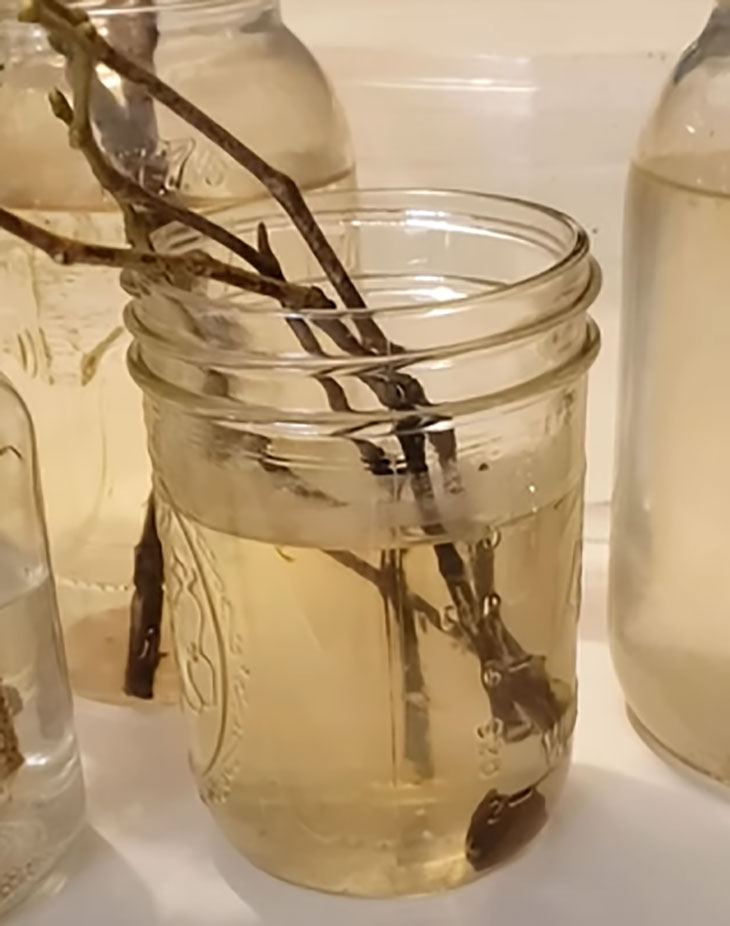 rooting peony cuttings in water