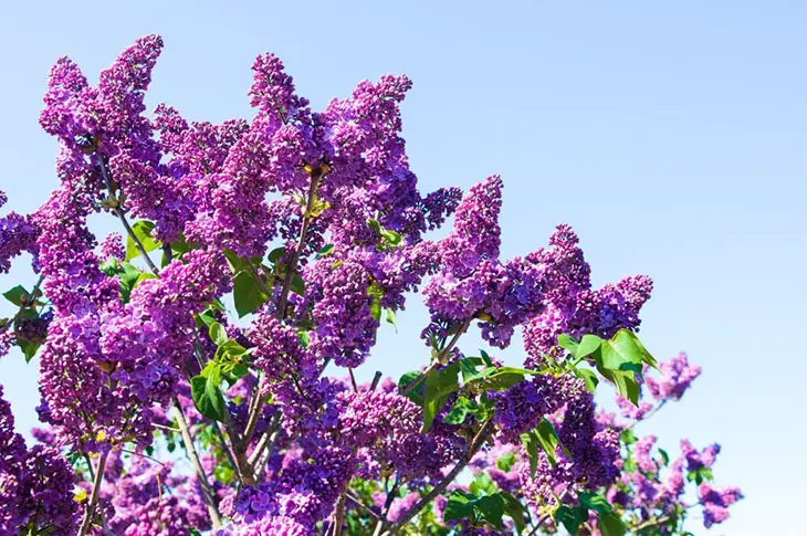 spring purple flowering tree identification