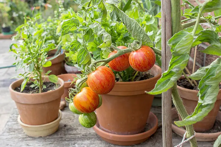 tomato plant identification