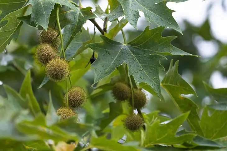 round seed pods trees texas
