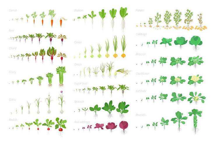 what vegetables have seeds