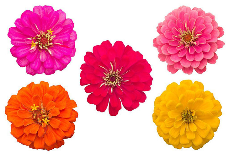 when does zinnia bloom