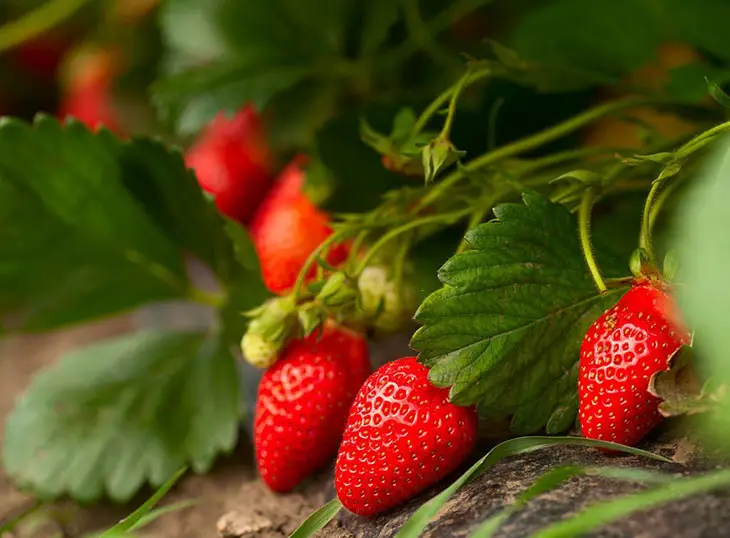 when to plant strawberries in tennessee