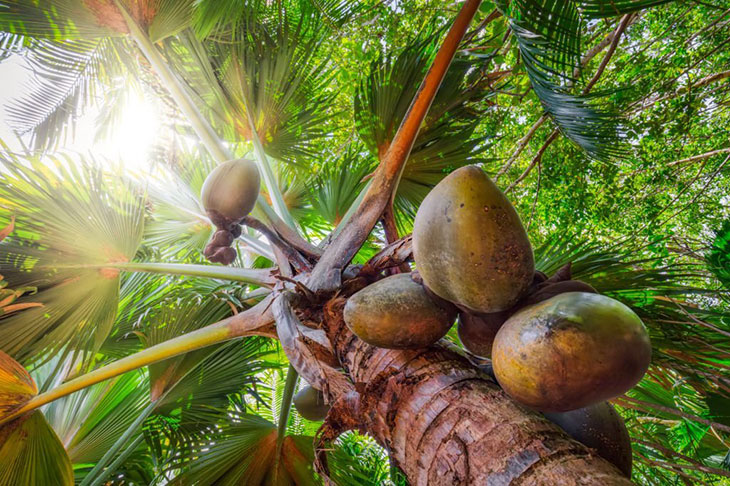 where do coconut trees grow
