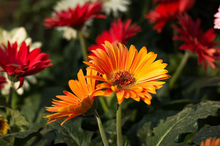 will gerbera daisies come back