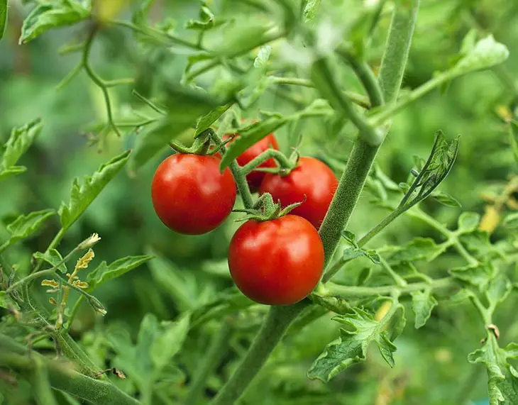 are tomatoes perennial or annual