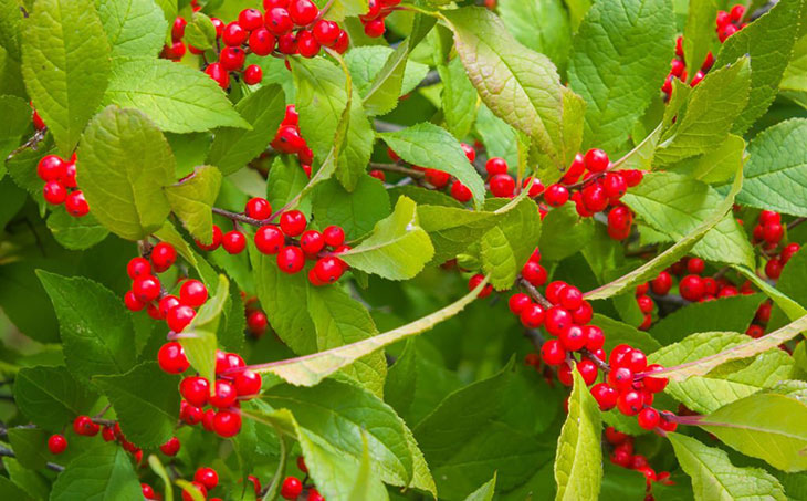 can you eat winterberry