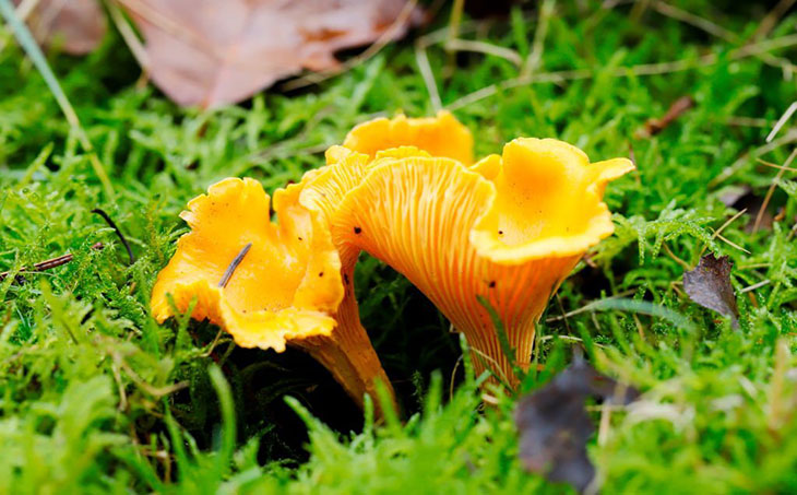 common mushrooms in indiana