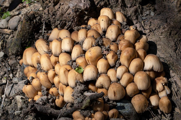 indiana edible mushrooms