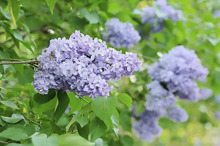 lilac bush smell