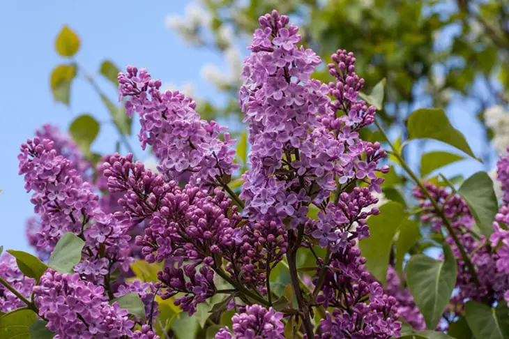 What Does Lilac Smell Like? Unveil The Truth Behind