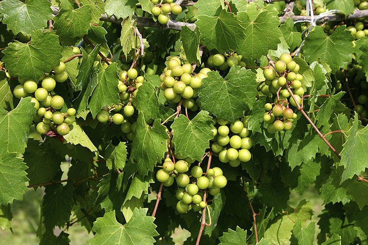 muscadine grapes season