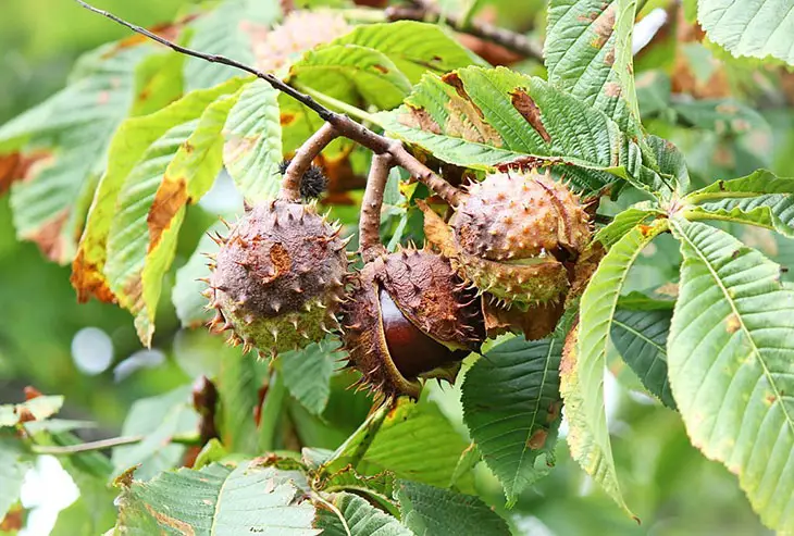 nut trees pennsylvania