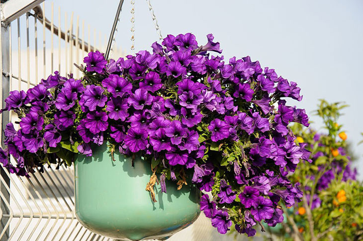 small purple flowers for hanging baskets