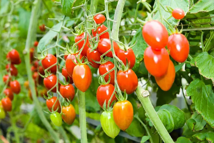 tomato annual or perennial