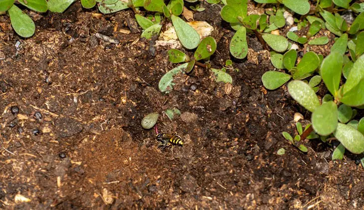 what flying insect burrows in the ground