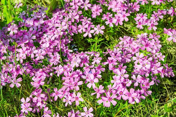 What can I do with garden phlox in the winter