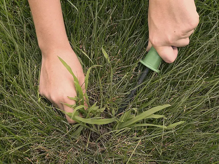 best herbicide for johnson grass
