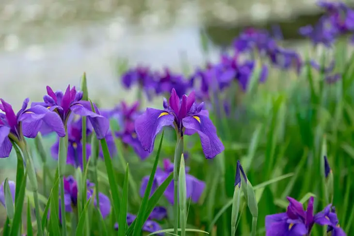 blue flag iris vs siberian iris