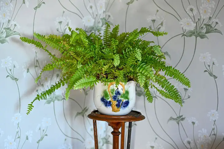 can ferns go outside