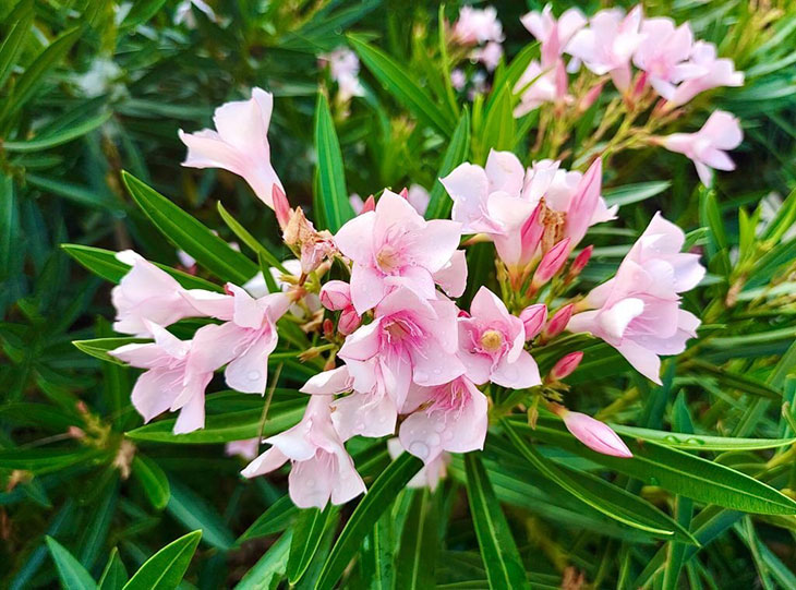 How To Make Oleanders Grow Faster? 6 Easy Steps To Follow
