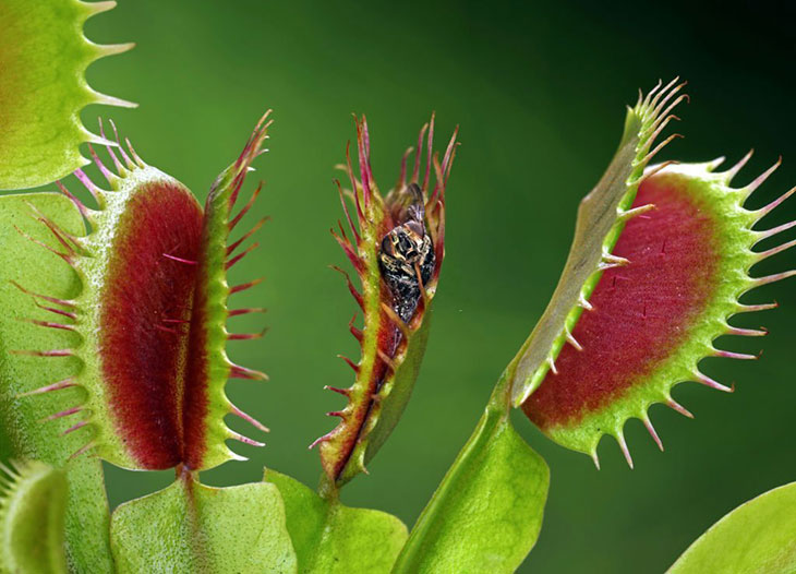 carnivorous plants in the rainforest