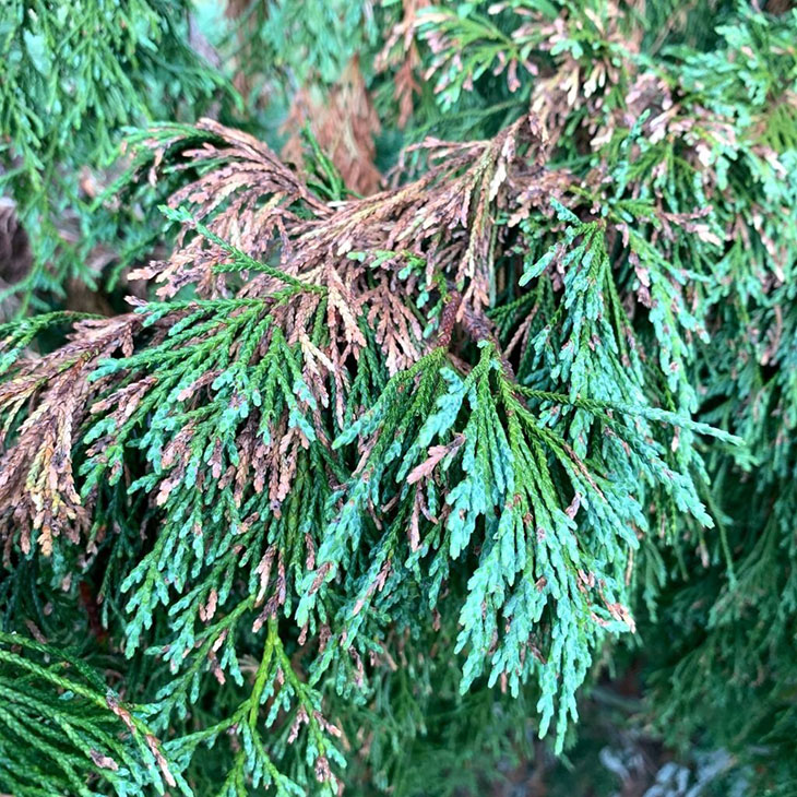 cedar tree diseases