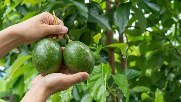 growing avocado in texas