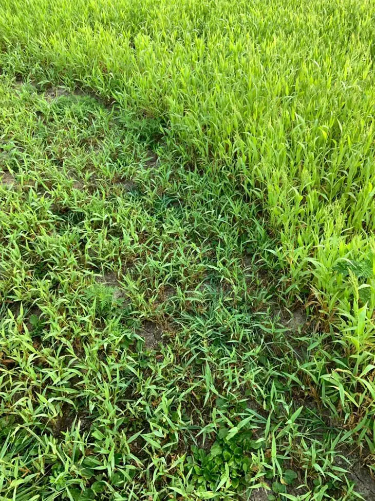 herbicide for johnson grass