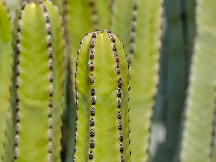 how to identify san pedro cactus