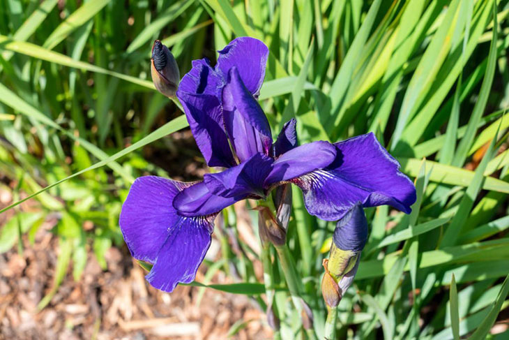japanese iris vs siberian iris