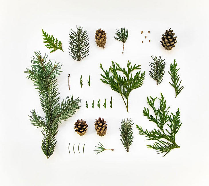 parts of a pine tree