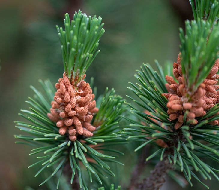 pine tree parts