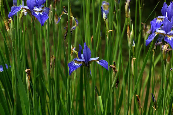 siberian iris vs japanese iris