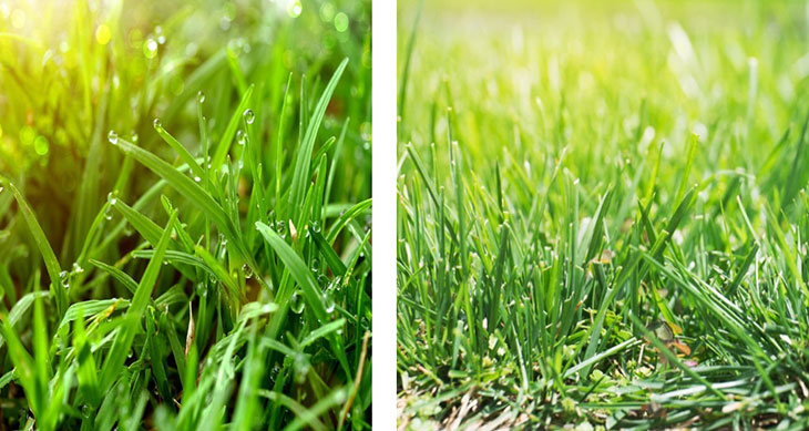 types of bahia grass