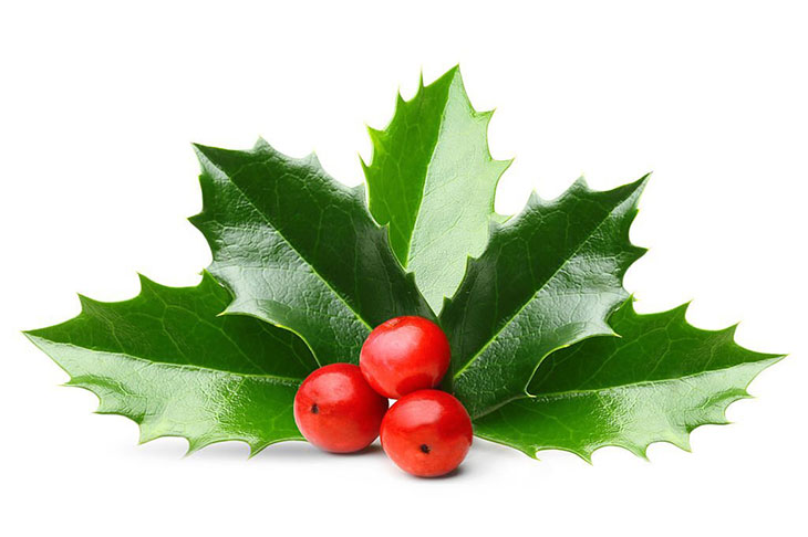 what does a holly leaf look like