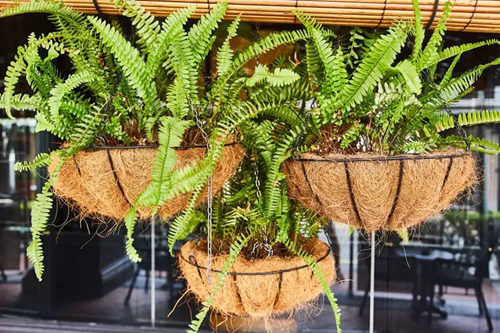 when to put ferns outside