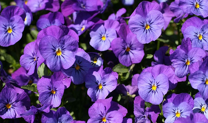 Violas Flower
