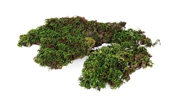 alternatives to sphagnum moss