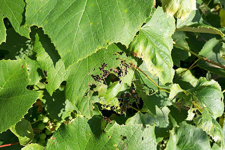 are grapevine beetles harmful
