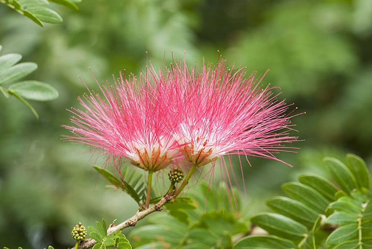 are mimosa trees poisonous