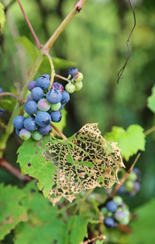 beetle on grape vine