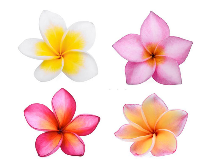 how to care for plumeria in texas