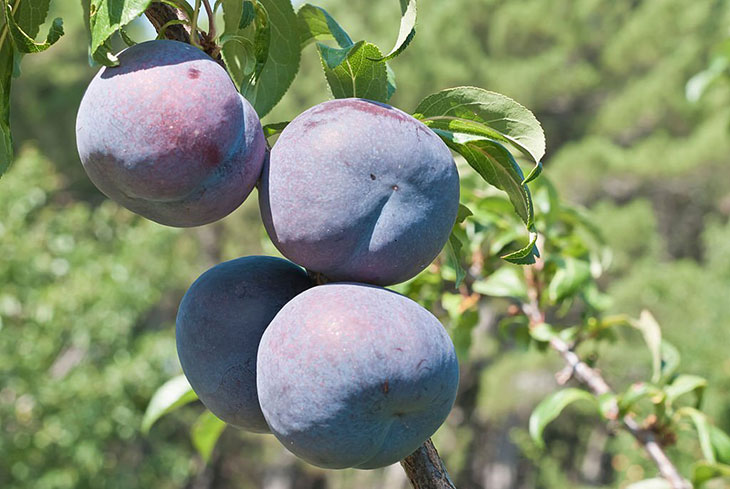 how to identify a plum tree