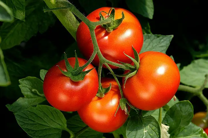 low acidic tomato varieties