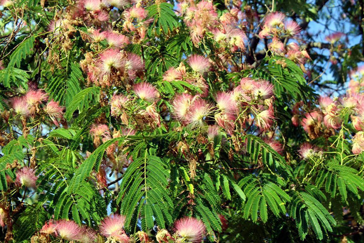 mimosa tree poisonous