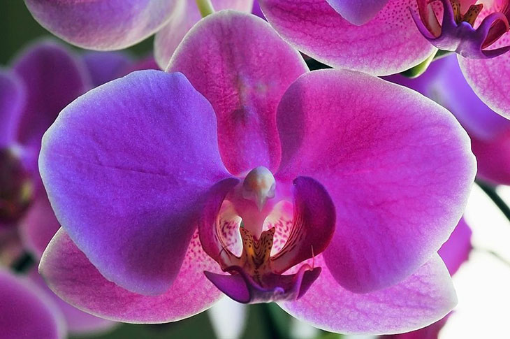 orchids that look like birds