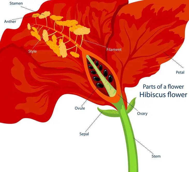 parts of the flower hibiscus