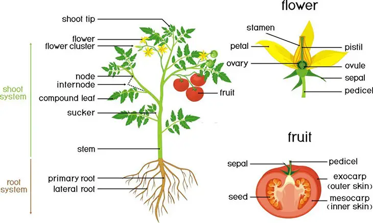 parts of the tomato plant